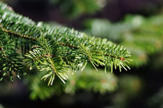 Weihnachtsbaum kaufen oder selber schlagen – was müssen Sie wissen?