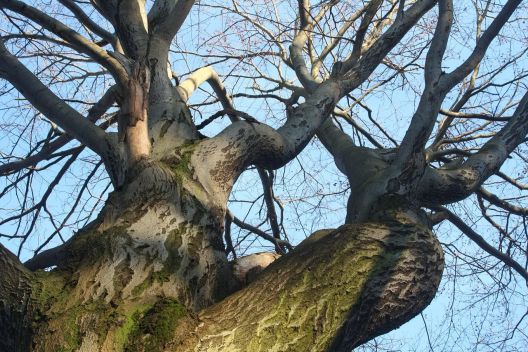 Baum, Äste, Baumkrone