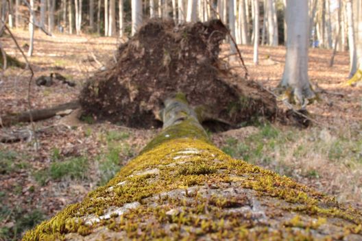 Baum, Wurzel, Stamm