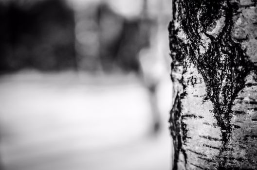 Winter, Borke, Rinde, Stamm, Baum