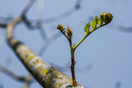 Baum, Ast, Blatt, Blätter