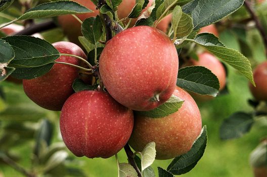 Äpfel, Apfel, Ernte, Blätter, Baum, Obst, Obstbaum