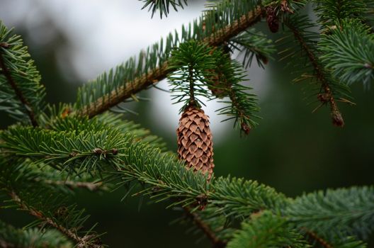 Edeltanne, Weihnachtsbaum