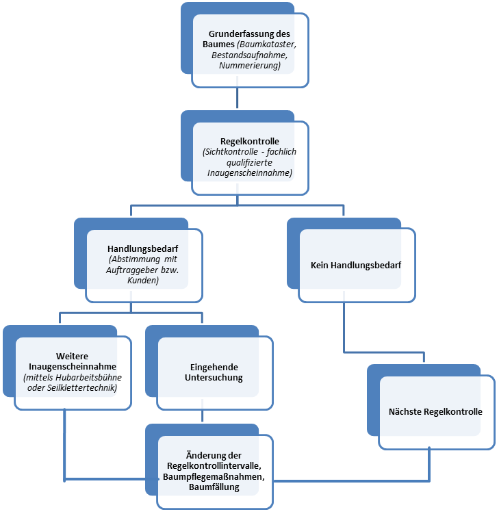 Infografik Ablauf von Baumkontrollen