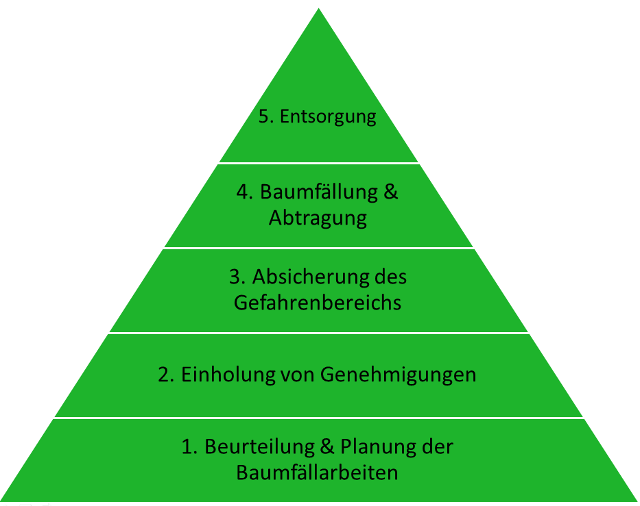 Ablauf von Baumfällungen Foto Ablauf von Baumfällungen