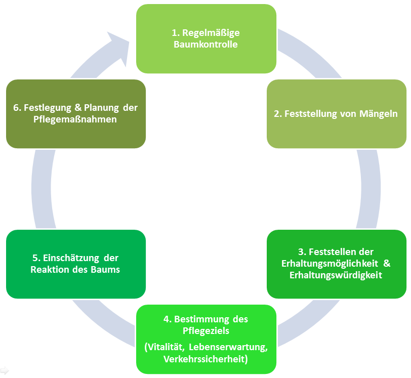 Kreislauf der Baumpflege Kreislauf der Baumpflege - Infografik
