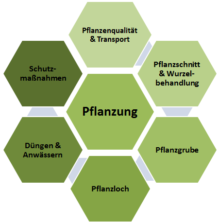 Infografik Ausführung der Pflanzarbeiten, Bodenarbeiten & Fertigstellungspflege