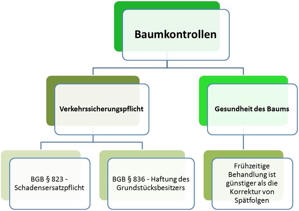 Warum sind Baumkontrollen so wichtig? Infografik Baumkontrolle