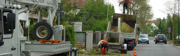 Baumkataster Foto Baumkataster