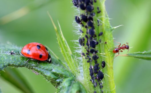 Was hilft gegen Blattläuse? Hausmittel gegen Blattläuse