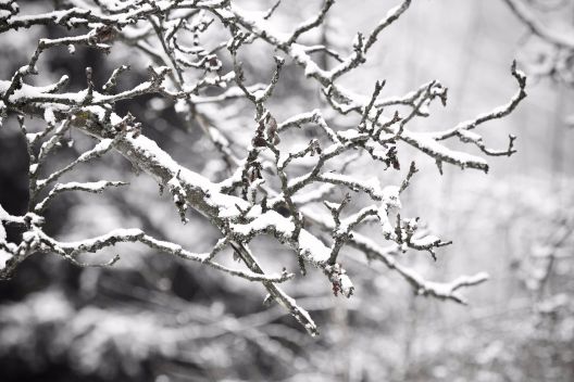 Bäume im Winter – Checkliste zum Überwintern für Pflanzen