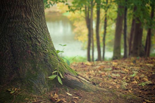 7 Tipps, wie Sie Ihren Baum erfolgreich umpflanzen