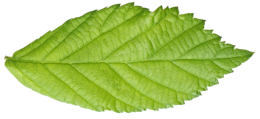 blatt blatt - blatt3