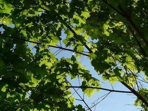 baeume schneiden wann wie - baeume-schneiden-wann-wie