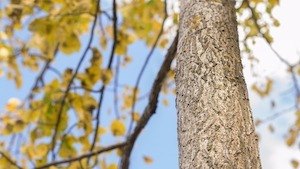 was muessen sie beachten wenn sie einen baum faellen lassen moechten - was-muessen-sie-beachten-wenn-sie-einen-baum-faellen-lassen-moechten