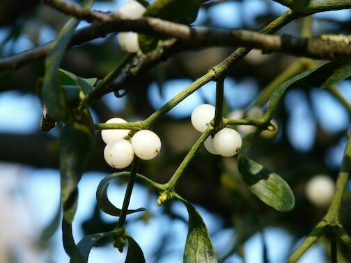 mistletoe berries - mistletoe-berries-16394-1920