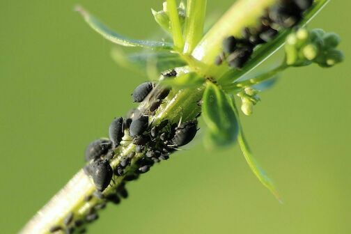 aphids - aphids-789242-1280