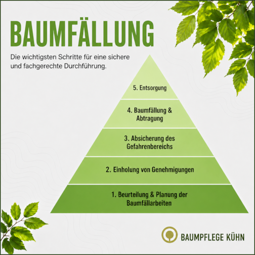 Fünf Schritte der Baumfällung: Planung, Genehmigungen, Absicherung, Fällung und Abtragung sowie fachgerechte Entsorgung.