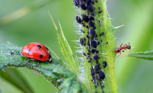 blattlaeuse bekaempfen hausmittel was hilft was tun - blattlaeuse-bekaempfen-hausmittel-was-hilft-was-tun