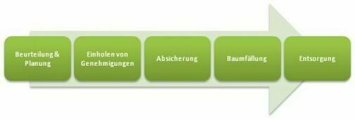 baumfaellungschritte - baumfaellungschritte
