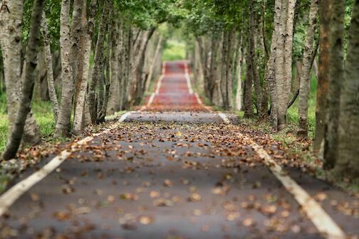 woodland woodland - woodland-656969-1280