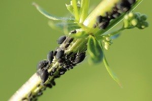 holzschaedlinge welche baumkrankheiten gibt es - holzschaedlinge-welche-baumkrankheiten-gibt-es