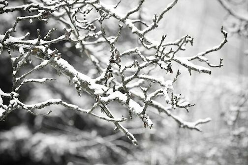 snow snow - snow-949595-1920