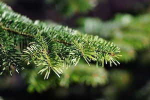 weihnachtsbaum kaufen oder selber schlagen was muessen sie wissen - weihnachtsbaum-kaufen-oder-selber-schlagen-was-muessen-sie-wissen
