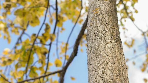 tree - tree-960015-1280