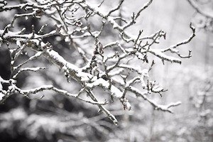baeume im winter checkliste zum ueberwintern fuer pflanzen - baeume-im-winter-checkliste-zum-ueberwintern-fuer-pflanzen