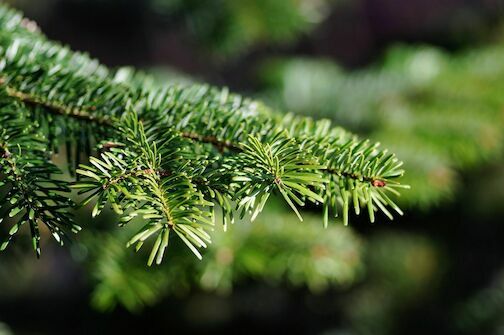 christmas tree - christmas-tree-579685-1920